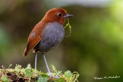 Foto Tororoí Bicolor