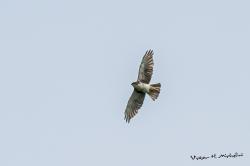 Foto Aguilucho Andino