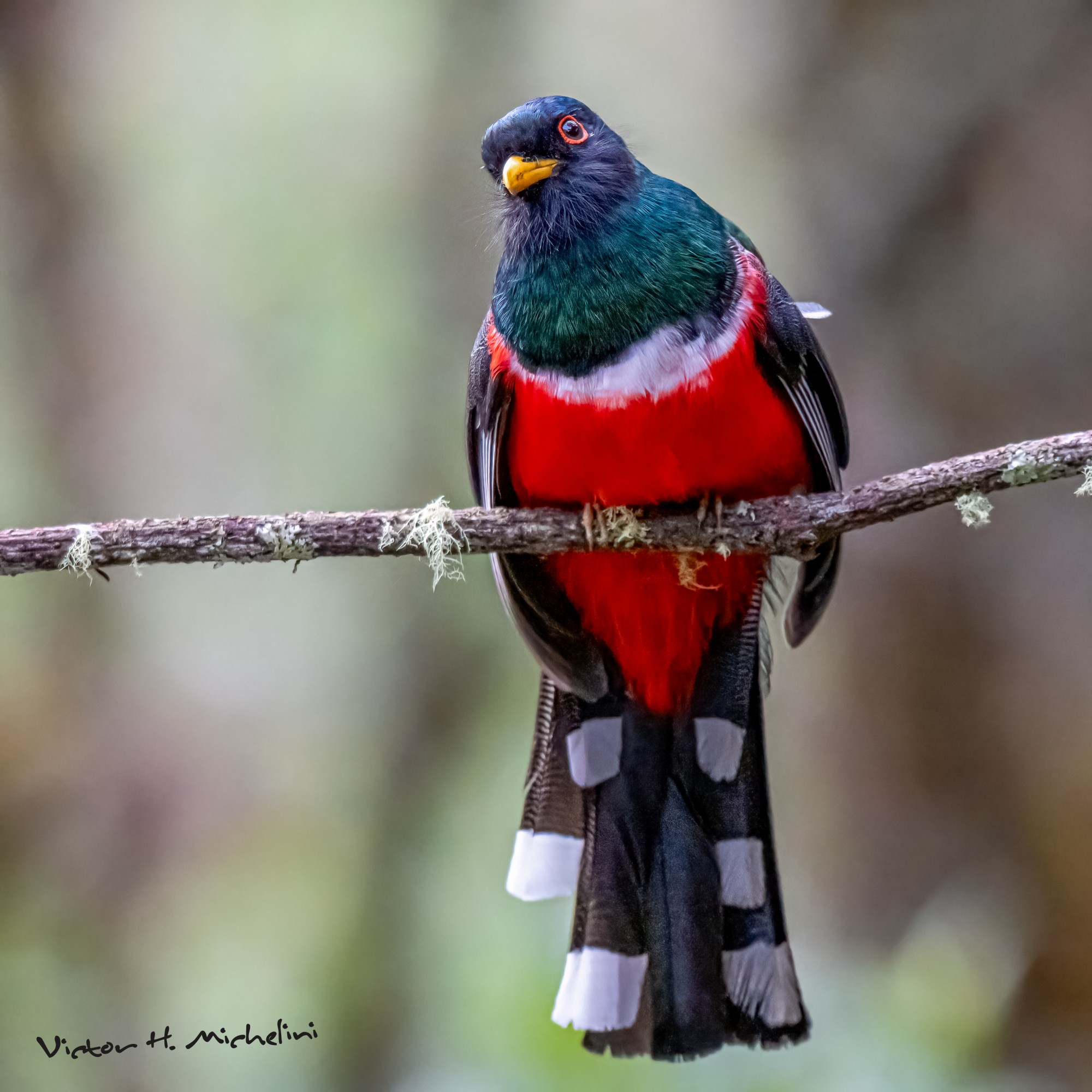 Photo Trogon Enmascarado
