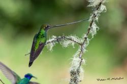 Foto Colibrí Picoespada