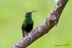 Foto Colibrí Aterciopelado
