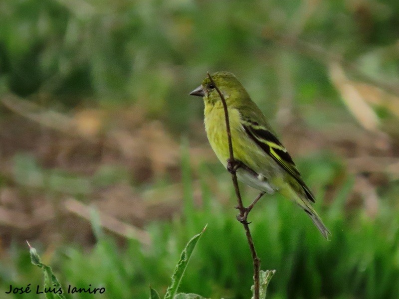 Photo Cabecitanegra Común
