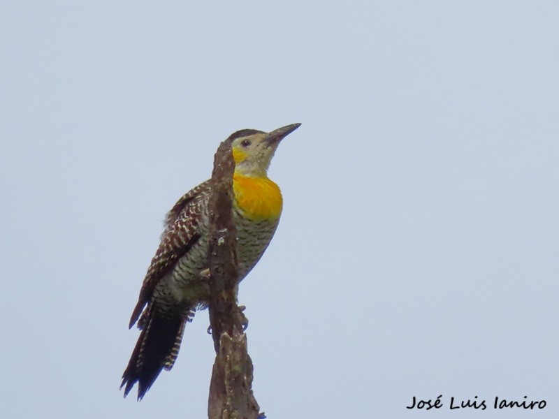 Photo Carpintero Campestre