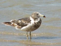 Foto Gaviota Cangrejera