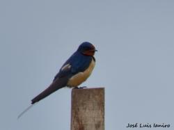 Foto Golondrina Tijerita
