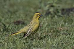 Foto Cardenal Amarillo