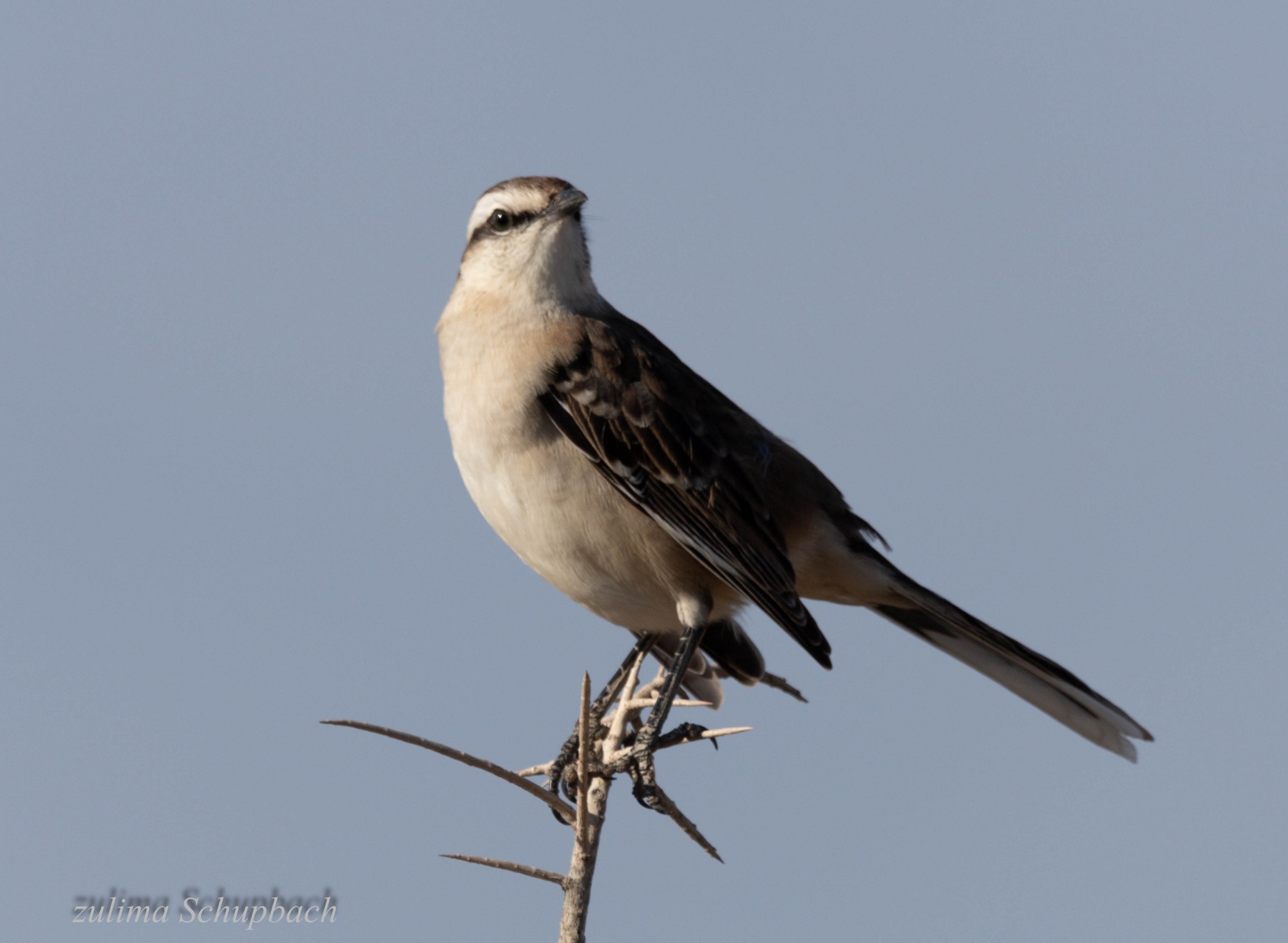 Foto Calandria Grande