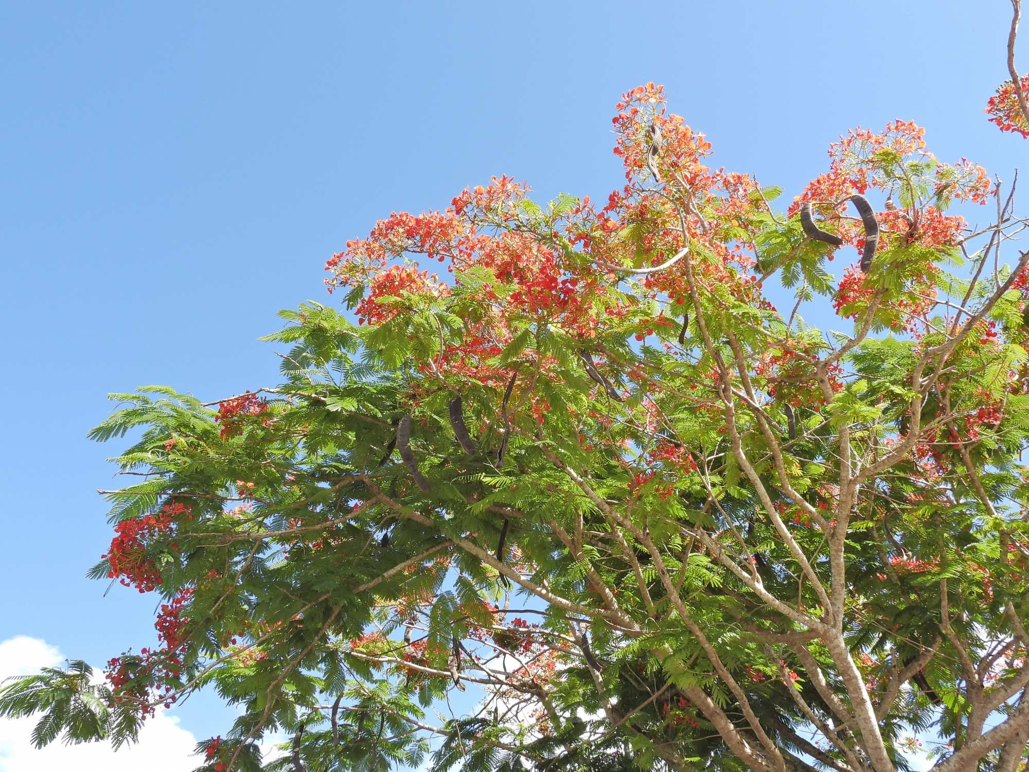 Photo Chivato Flamboyan