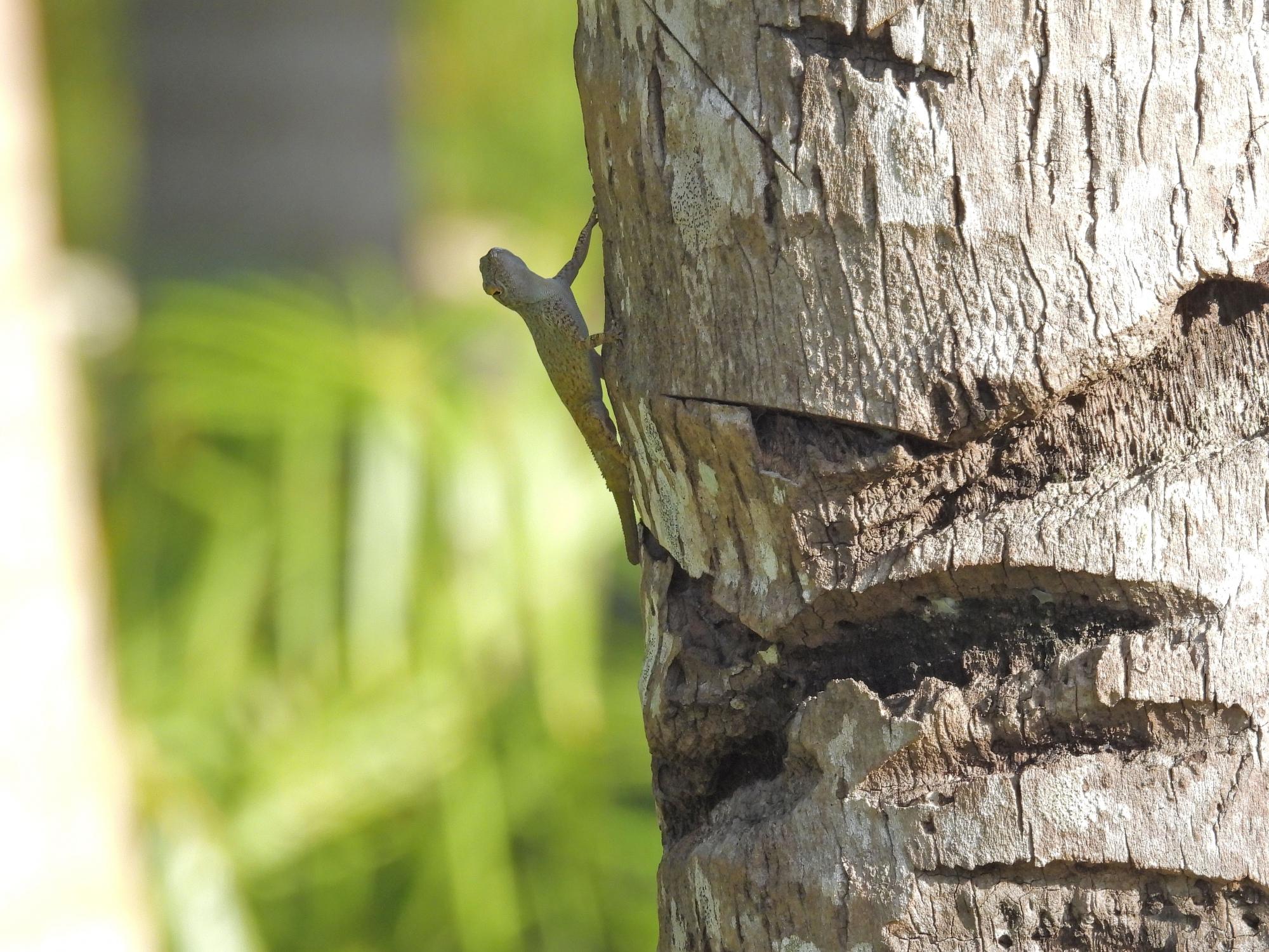 Foto Anolis Común de los Jardines