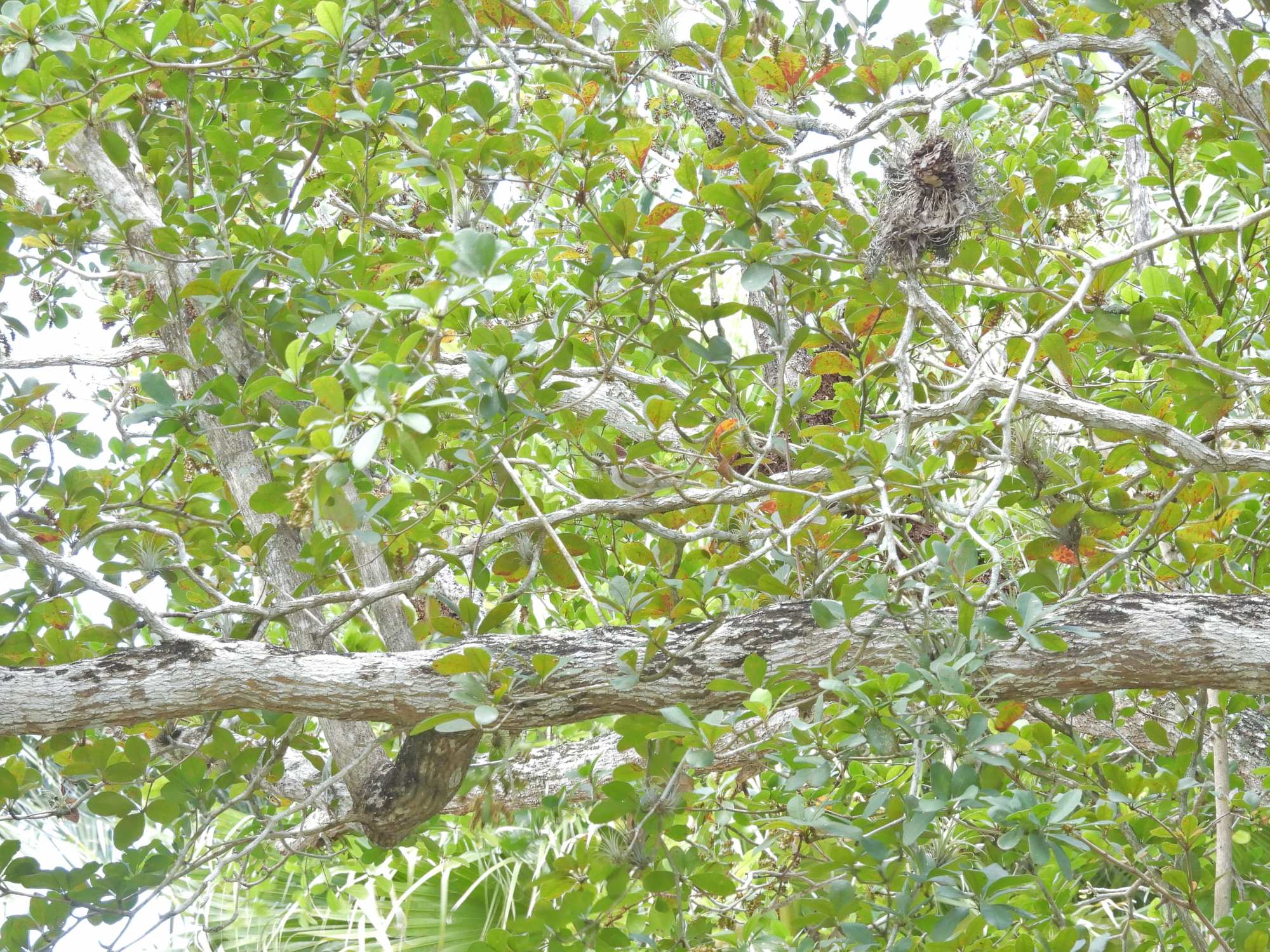 Terminalia&nbsp;buceras