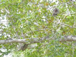  (Terminalia buceras)