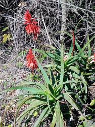 Photo Aloe Candelabro