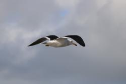 Foto Gaviota Cangrejera