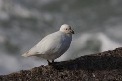 Foto Paloma Antártica