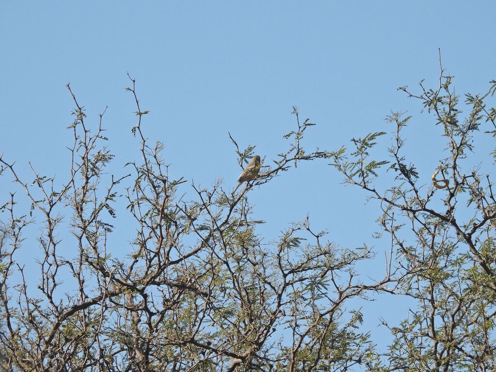 Foto Monterita Pecho Gris