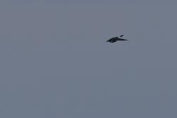 Foto Golondrina Patagónica