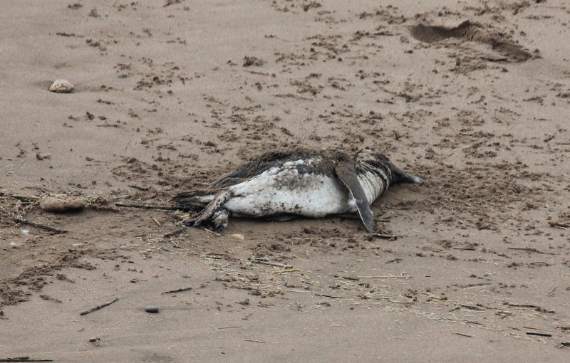 Photo Pingüino Patagónico