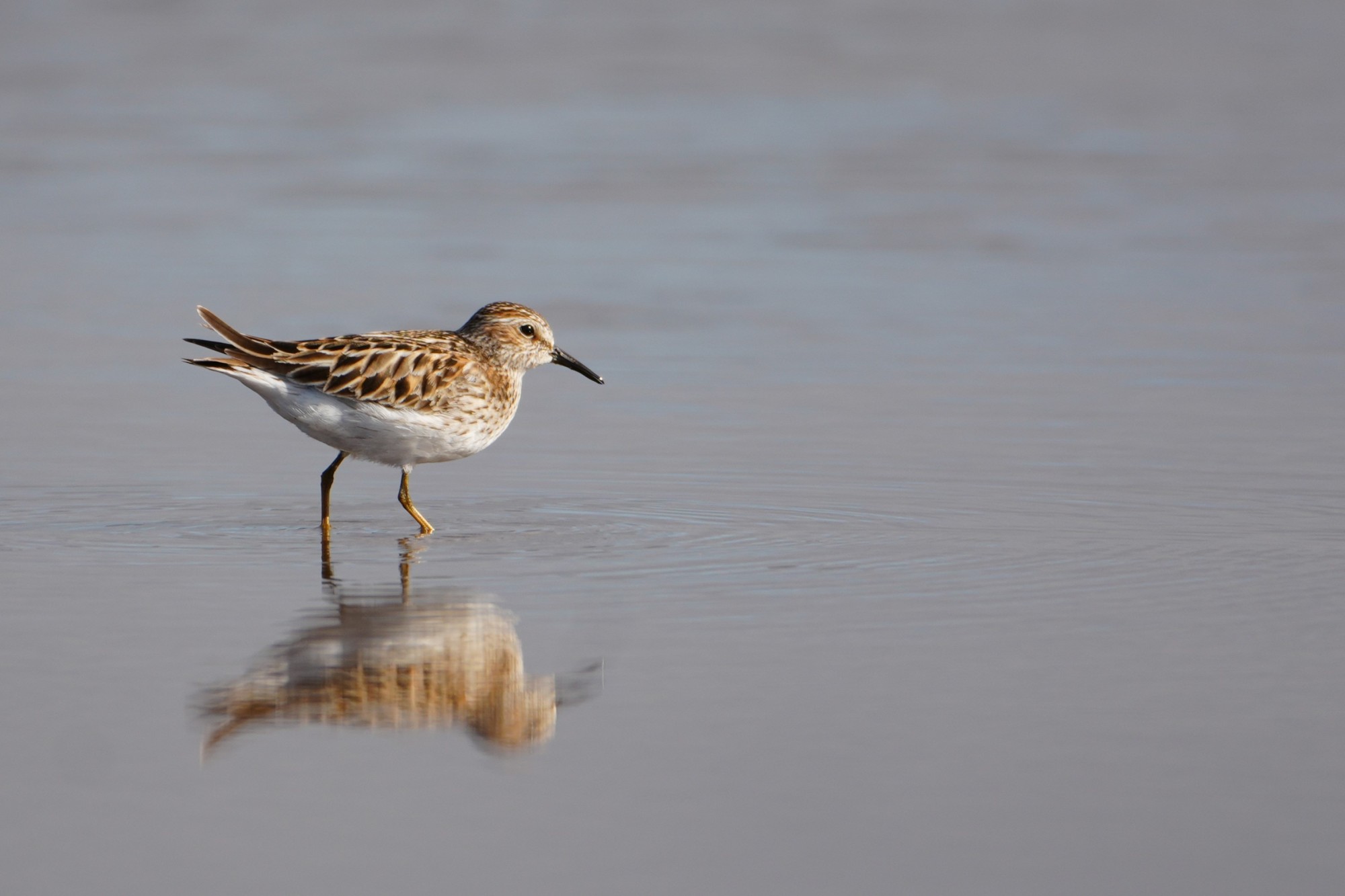 Calidris&nbsp;minutilla