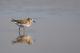  (Calidris minutilla)