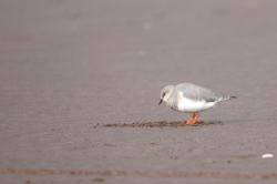 Magellanic Plover (Pluvianellus socialis)