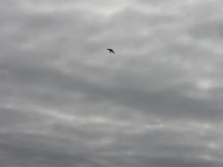 Foto Golondrina Ribereña