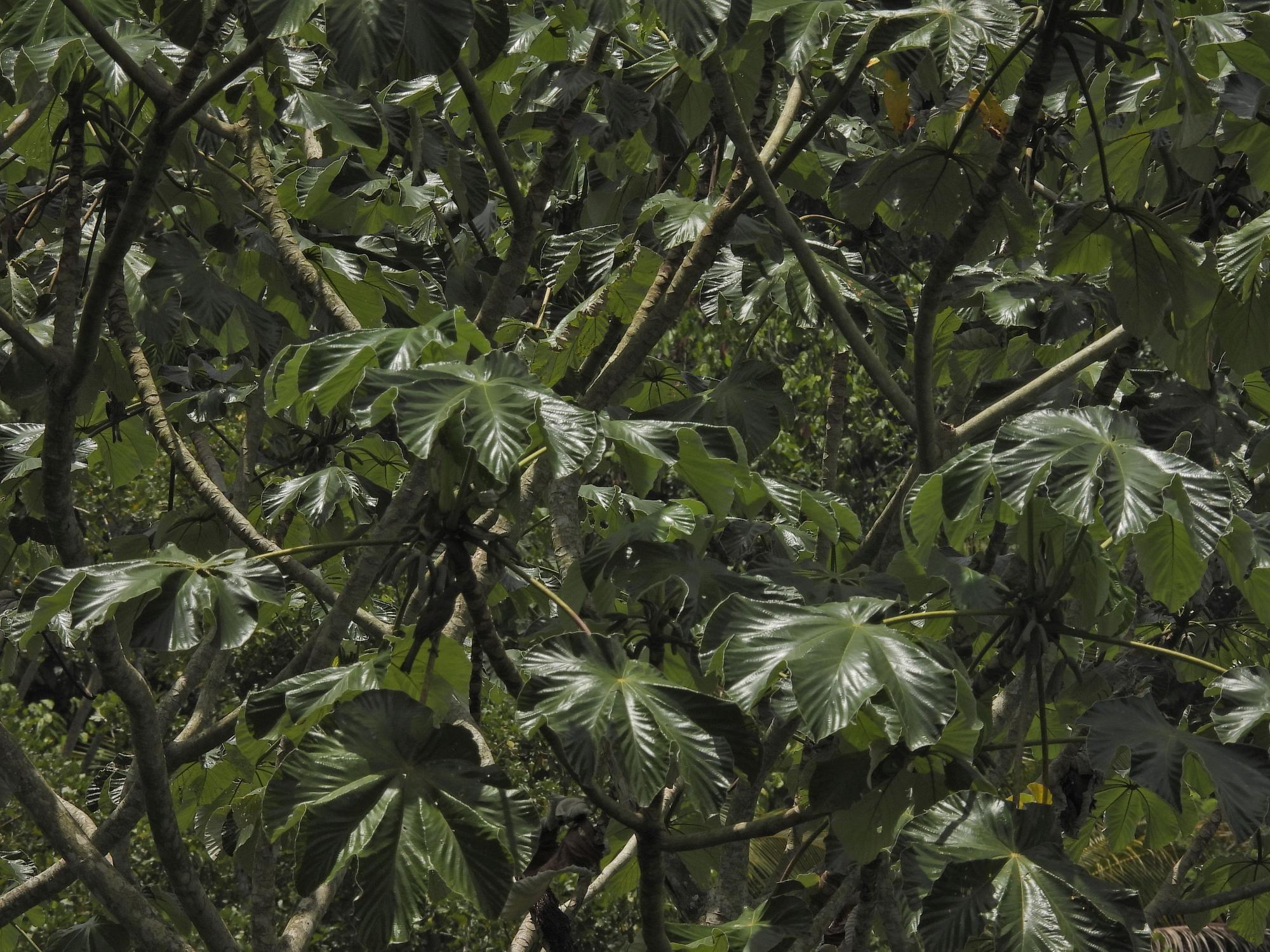 Cecropia&nbsp;sp.