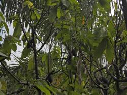 Foto Cacao