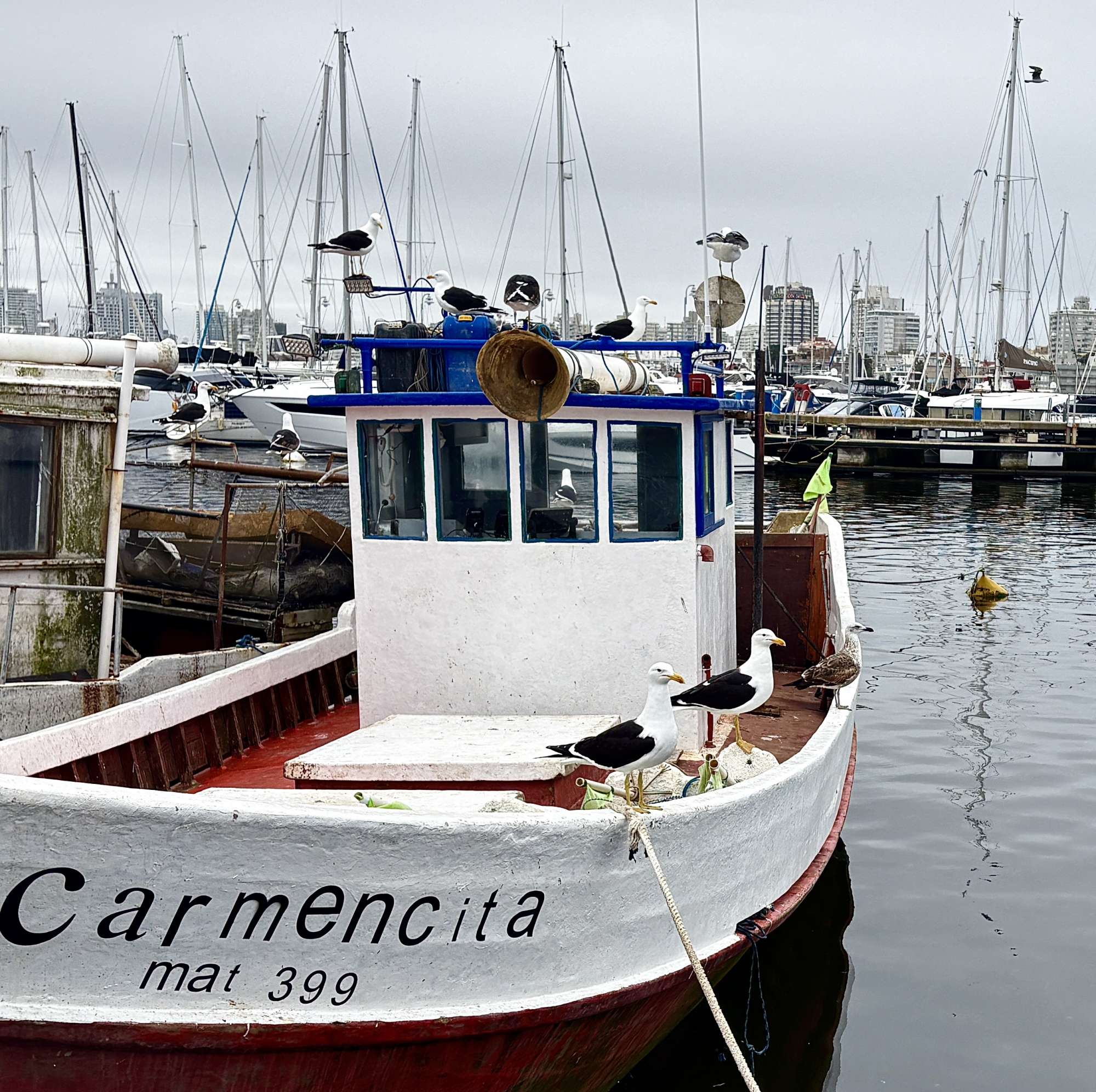 Foto Gaviota Cocinera