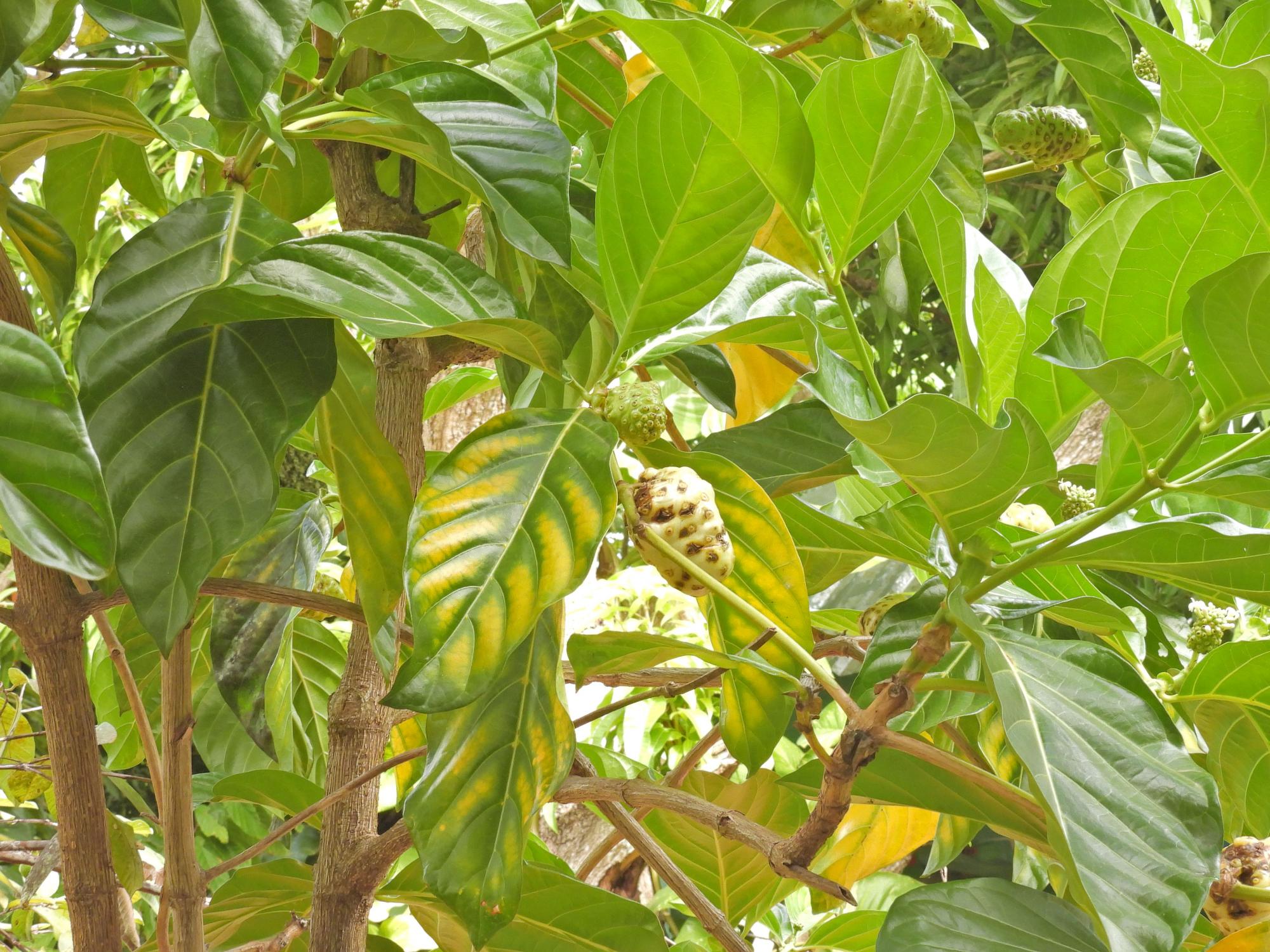 Morinda&nbsp;citrifolia