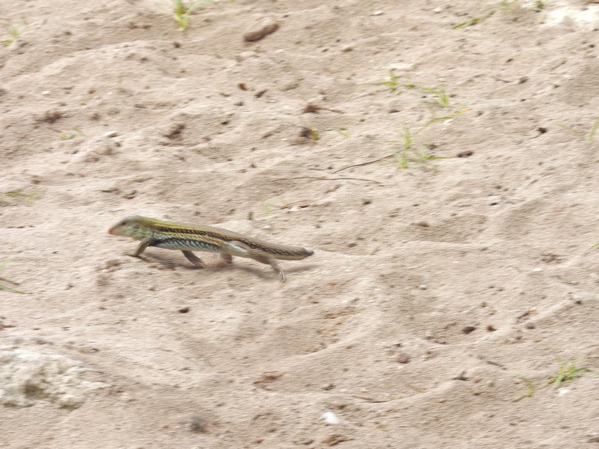Foto Ameiva Chrysolaema