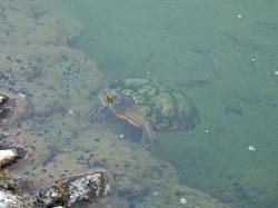 Photo Tortuga De Orejas Rojas