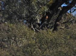 Foto Birro Grande
