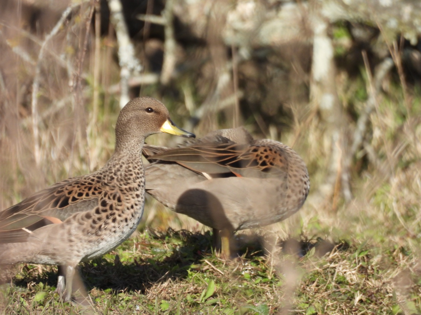 Foto Pato Barcino