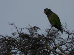 Foto Loro Maitaca