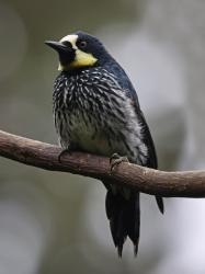 Foto Carpintero Careto