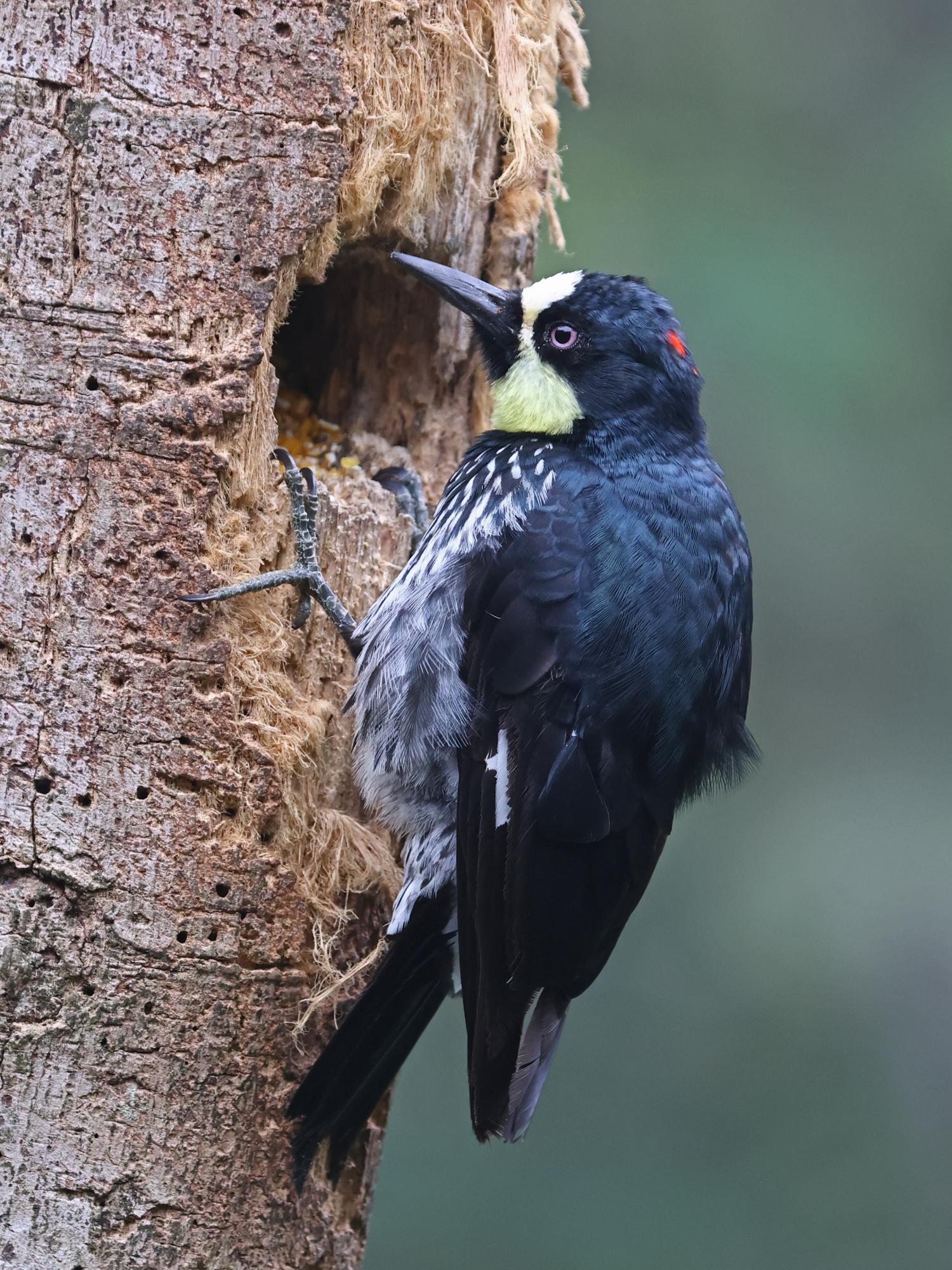 Carpintero Careto (Melanerpes formicivorus)