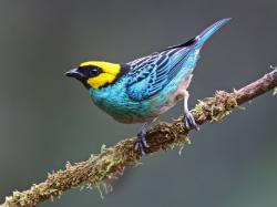 Foto Tangara Coroniazafrán