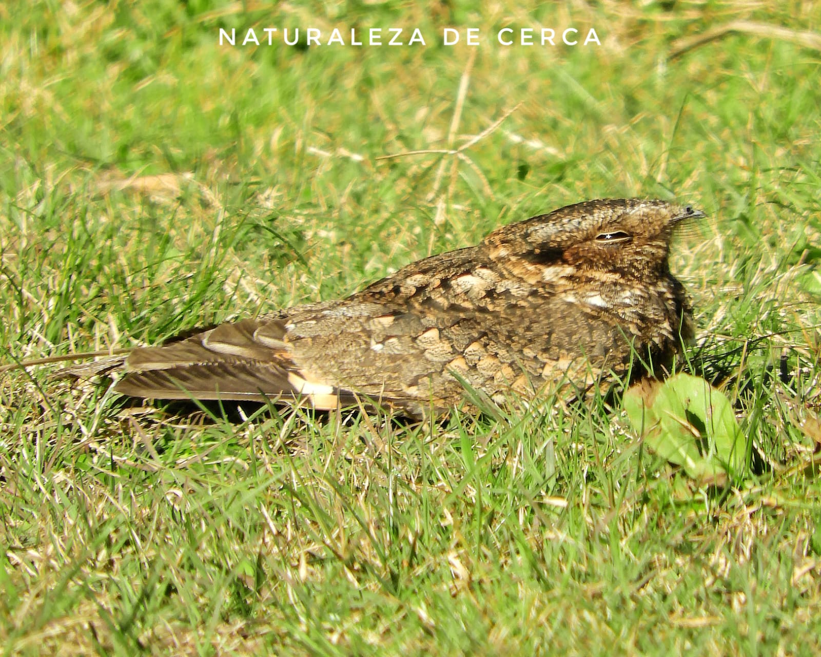 Photo Atajacaminos Ñañarca