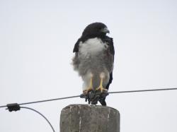 Foto Aguilucho Alas Largas