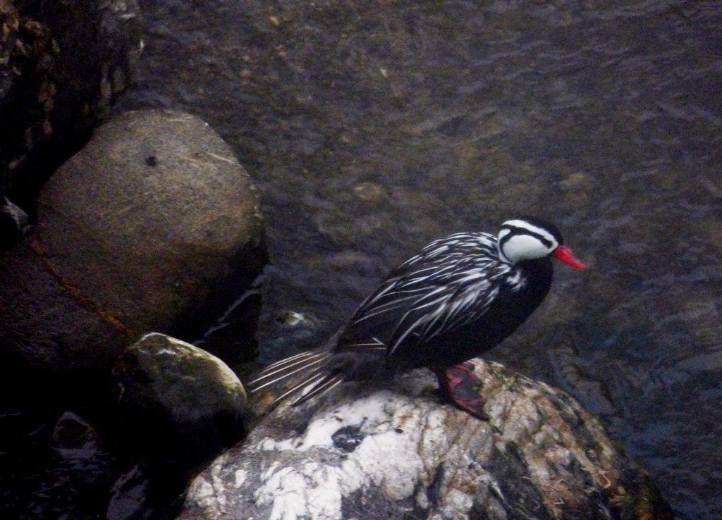Foto Pato de los Torrentes