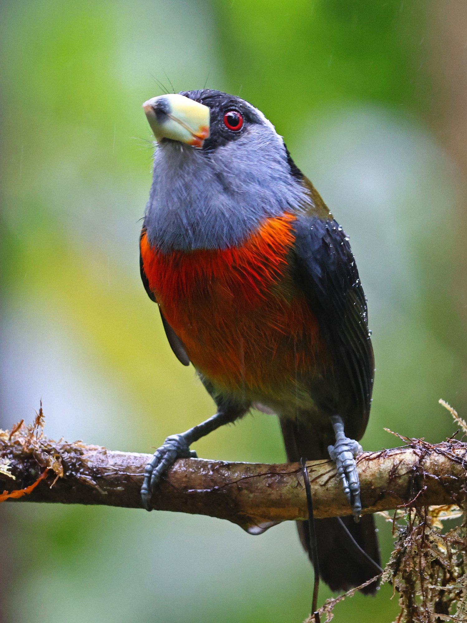 Foto Barbudo Tucan