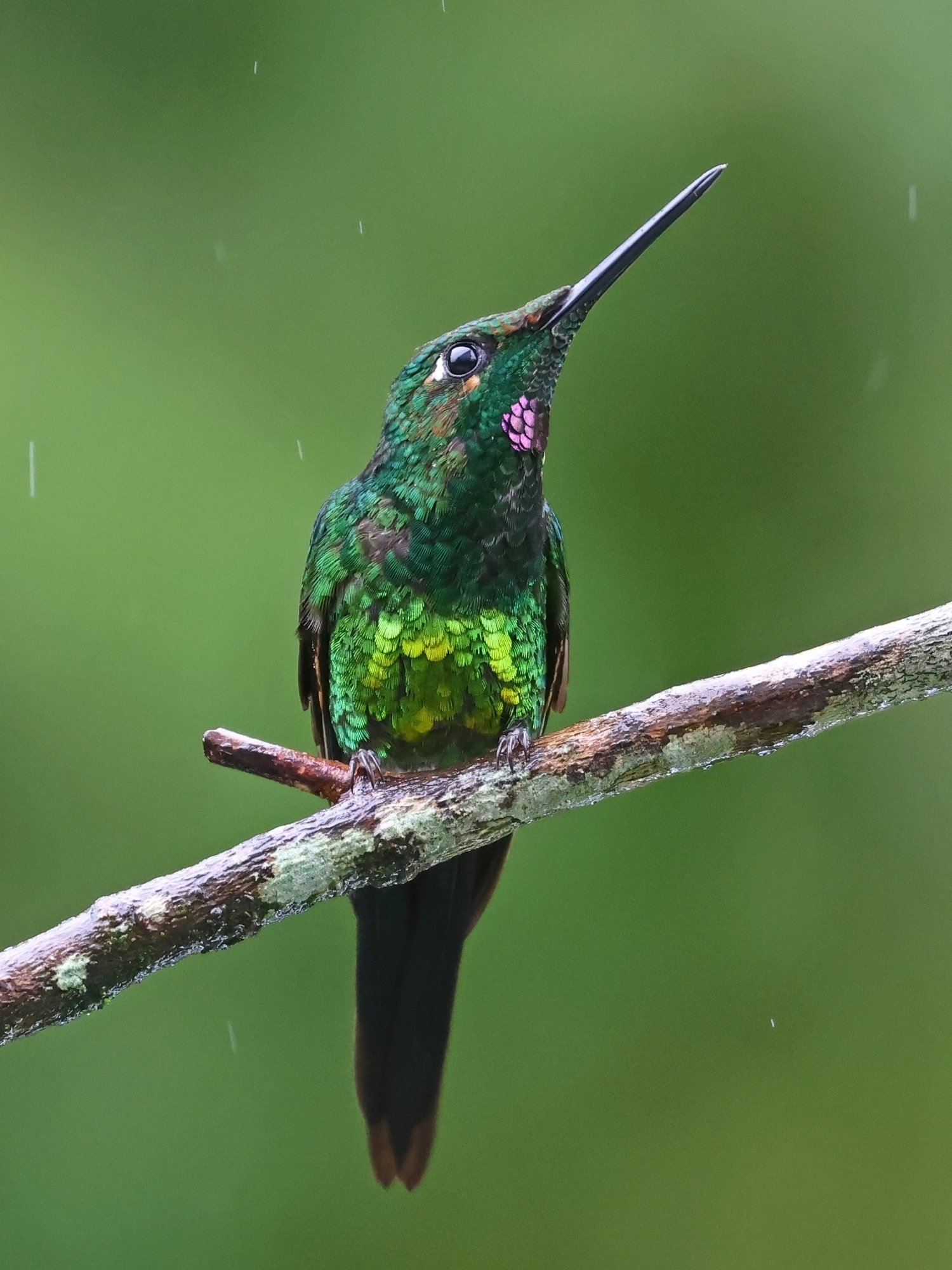 Photo Brillante Emperador