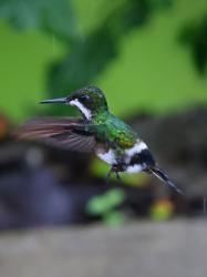 Foto Rabudito Verde