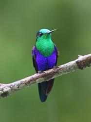 Foto Zafiro Coroniazul