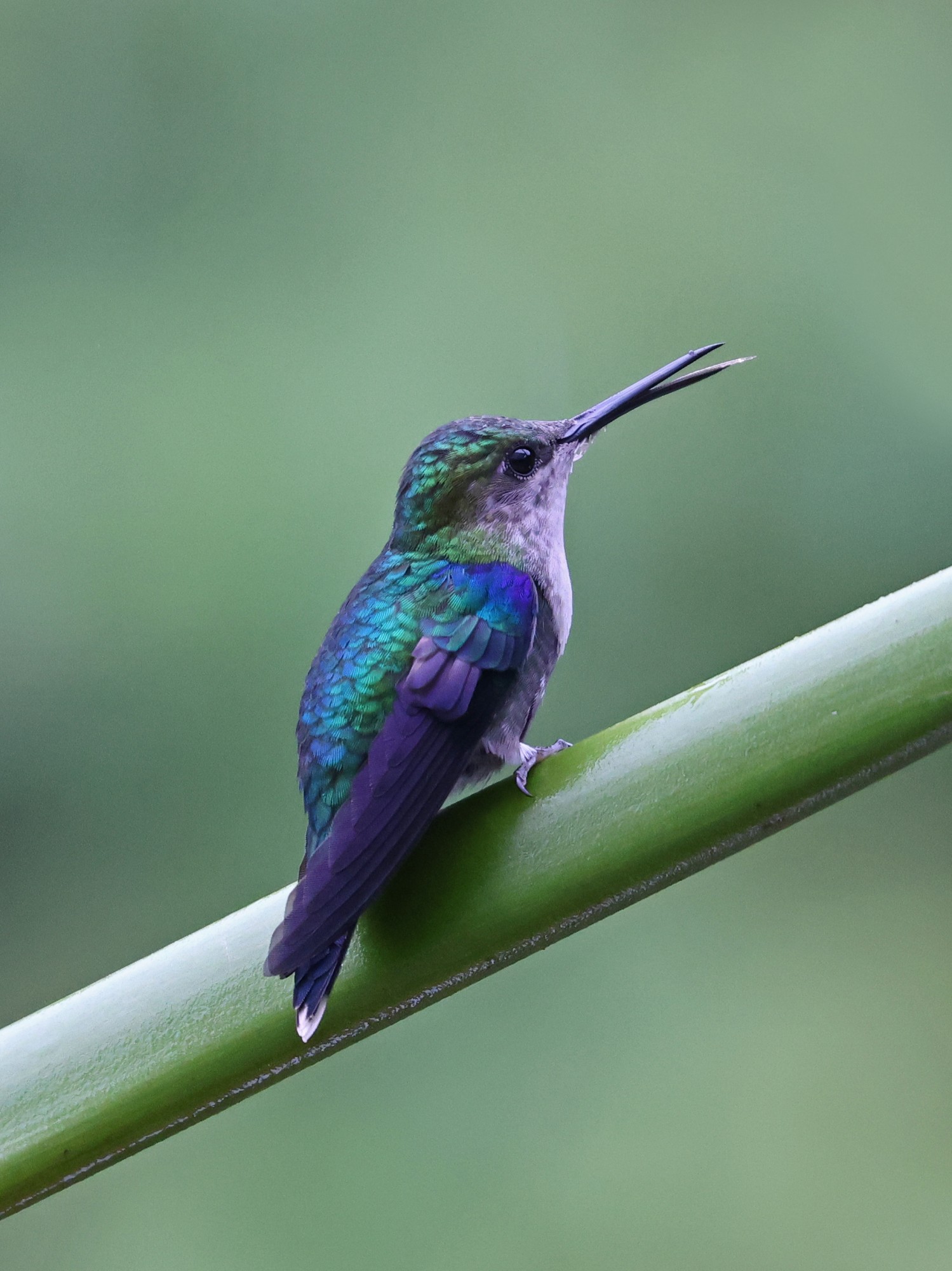 Foto Zafiro Coroniazul