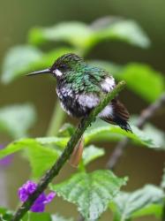 Foto Rabudito Verde