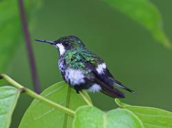 Foto Rabudito Verde