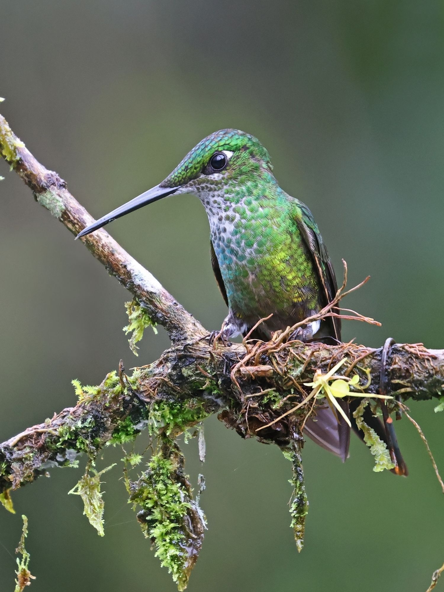 Photo Brillante Emperador