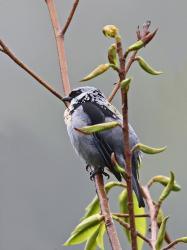 Foto Tangara Doradigris