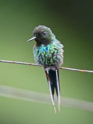 Foto Rabudito Verde
